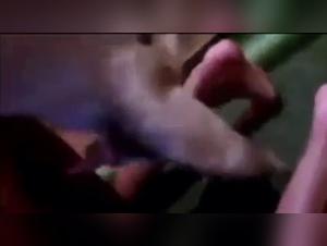 Video of Sex with a Dog