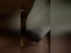 Husky Licking - Discover the World of Bestiality