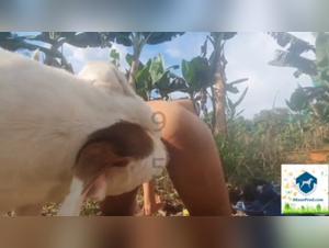 Zoophilia: A friend of Alison and a dog in a shocking video