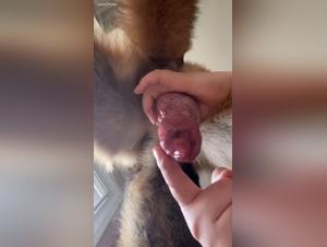Dog cum, the dog ejaculates