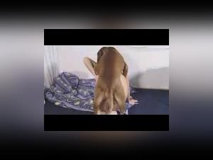 Blonde woman and dog: a beastly encounter