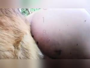 Latin woman and dog in the woods