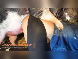 best zoophilia videos 2024