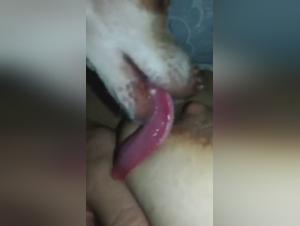 Pushing Boundaries: Mexzoo & Zoobeeg Explored