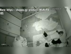 Bestiality Video: Teenage Girl and Dogs