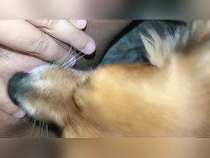 Frau Dog Sex Extrem 1