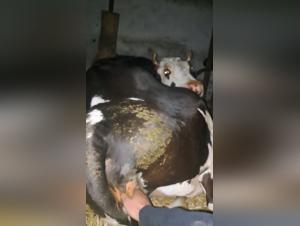 Sensual cow lets herself be touched at night