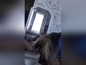 Forbidden meeting: woman and dog