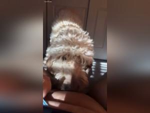sa gourmandise, son chien, fou de désir