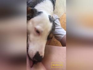 Lick Dog : Salope se Fait Fouetter