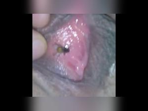 A Fly's Extreme Zoophilic Adventure