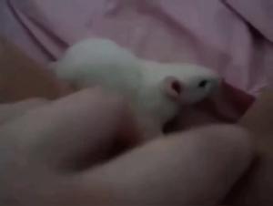 Dog Sex Video: An Intense and Exciting Experience