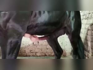 Beastiality TV: Horse Cock Inferno