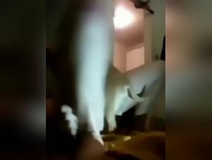 An intimate relationship between a mistress and her dog