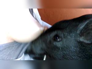 Bestial video: a dog and her master