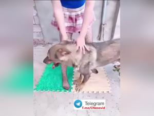 Chinese Woman Dog Fuck 1