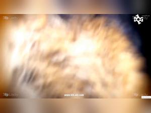 forbidden forest: masked k9 encounters