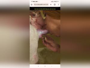 bestiality animals porno