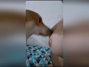 Viral Animal Entertainment: TickZoo & Teenage Engagement