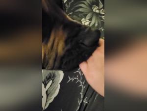 Bestiality Sex Videos with Dog - Amateur Dog 12