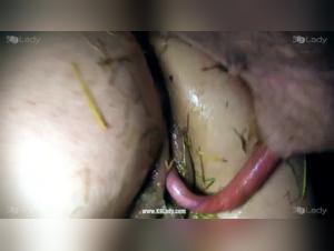 Bestiality video: a woman and her dog in a shocking relationship