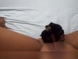 female dog Hungry for Pussy Juice - Bestiality Sex Video
