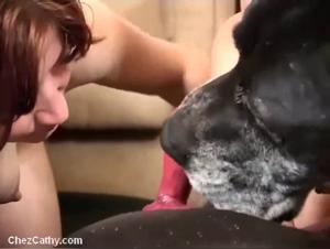 zoophile animalporn experiences