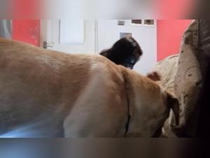 Banned Video: MILF and her dog