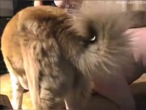 Woman and dog: a shocking zoophilia video