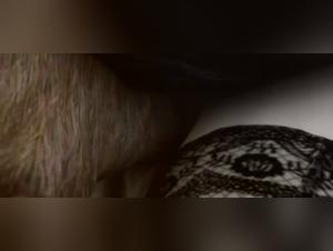 A Bestial and Exciting Experience with a Wolf in 3D