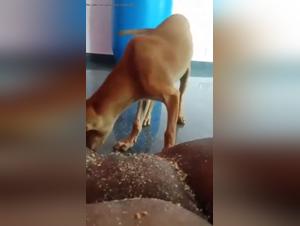 Best Homemade Porn Videos with Asian Women and Dogs