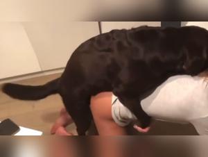  Chien fouillant, baise sauvage