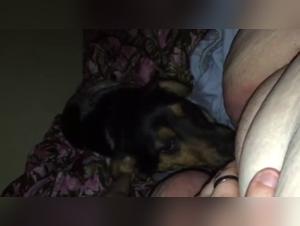 Bestiality sex videos with dogs and women