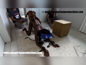 Bestiality Videos Tube - Dog Sex with Lesbians, Pussy Fisting with Dogs