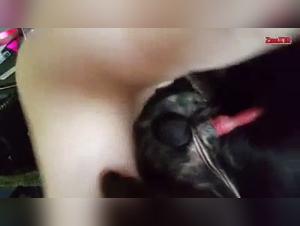 gay tierfeucht: deutscher schäfer, wildes begehren