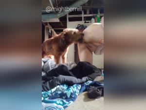 wild dog bestiality