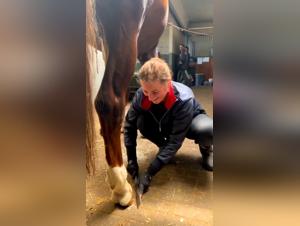 Videos of Bestiality with Horses