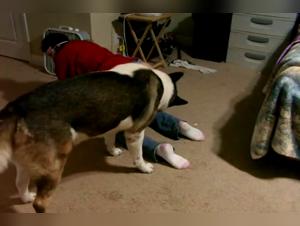 Chica Devora Placer Animal: Bestial Sexo con Perro