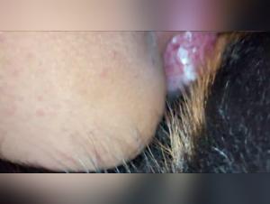 Sex Videos with Dogs - Intimate and Exciting Moments