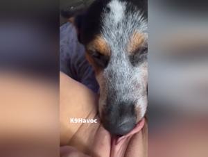 Delving into the Doglick Realm