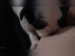 Bestiality sex video: a woman and a dog