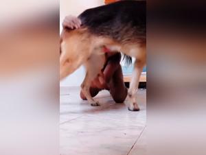 Slut gets fucked by dog - XXX Videos