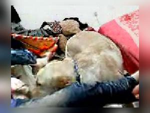 Chinese woman and dog: a shocking bestiality video