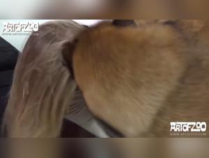 Dogwoman's Bestiality Compilation: A Dog fuck Experience