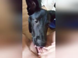 Saloppen ficken Hunde sexy Videos