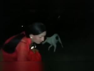 discover the zoophile world