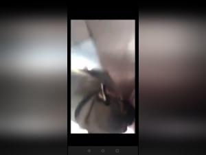 Puta Sucio Licked in Bed - Bestialidad Canina
