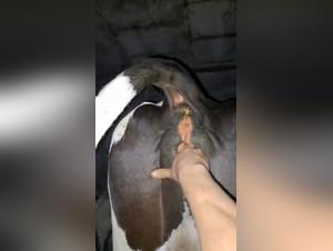 Zoophilia scene with a woman and her cow