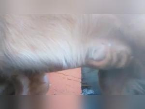 Bestiality video: forbidden ecstasy