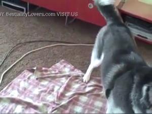 Salope baise chien noir, vidéos XXX